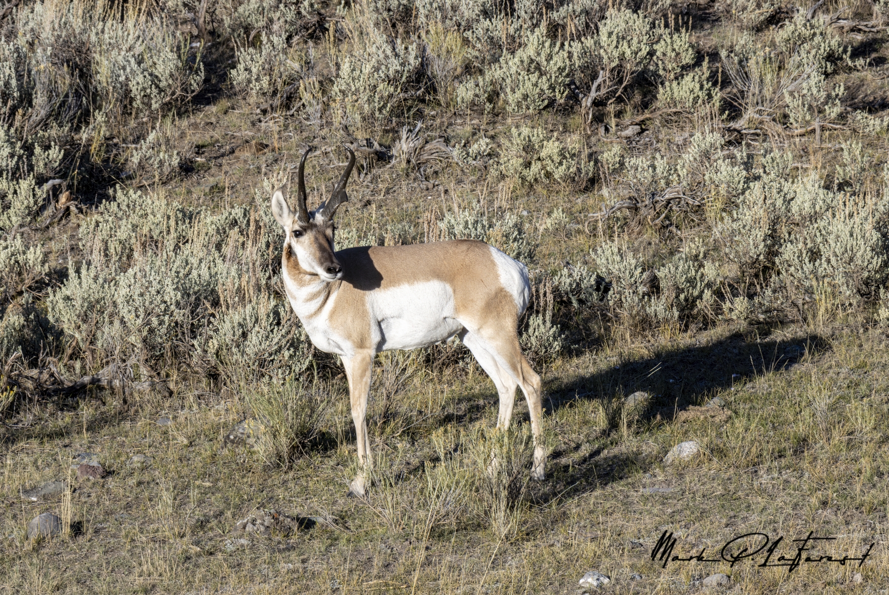 /gallery/north_america/USA/Wyoming/yellowstone/Pronghorn Yellowstone NP Sept 2024-007_med.jpg